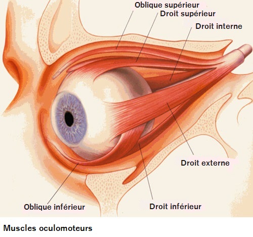 schéma des muscles oculomoteurs